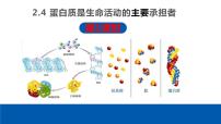 生物必修1《分子与细胞》第4节 蛋白质是生命活动的主要承担者课前预习ppt课件