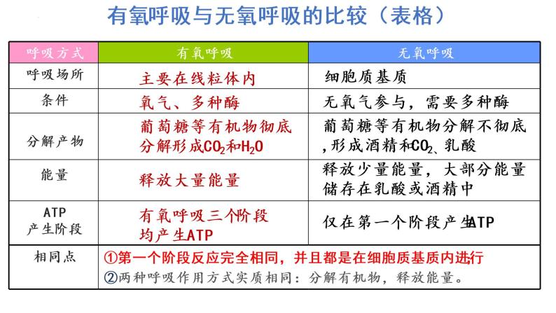 5.3细胞呼吸的原理和应用（第3课时）课件PPT08