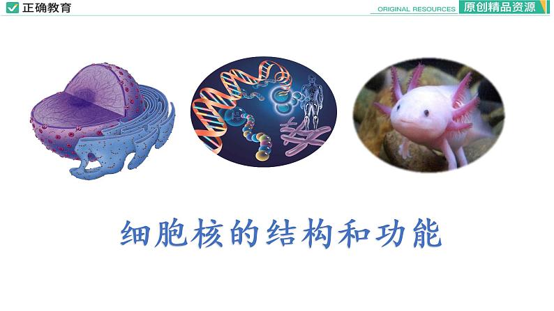 3.3 细胞核的结构和功能课件PPT01