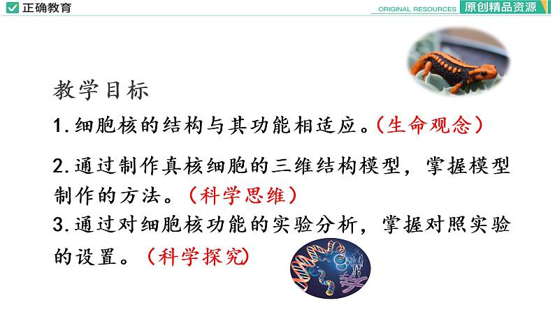 3.3 细胞核的结构和功能课件PPT02