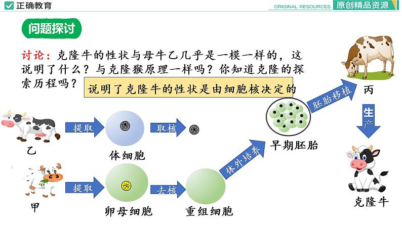 3.3 细胞核的结构和功能课件PPT04