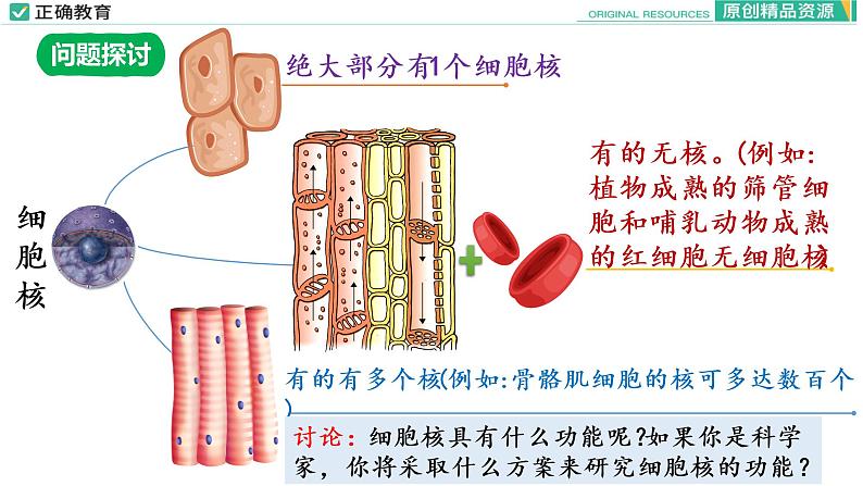 3.3 细胞核的结构和功能课件PPT06