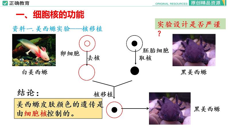 3.3 细胞核的结构和功能课件PPT08