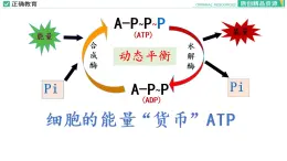 5.2 细胞的能量“货币”ATP课件PPT