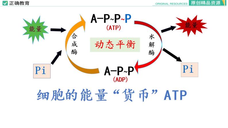 5.2 细胞的能量“货币”ATP课件PPT01
