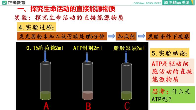 5.2 细胞的能量“货币”ATP课件PPT07