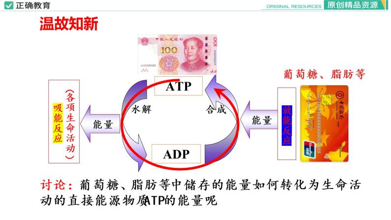 5.3 细胞呼吸的原理和应用（第一课时）课件PPT03