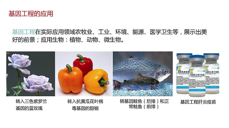 第三节 基因工程的应用课件第2页