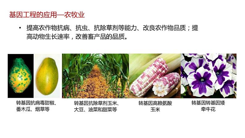 第三节 基因工程的应用课件第4页