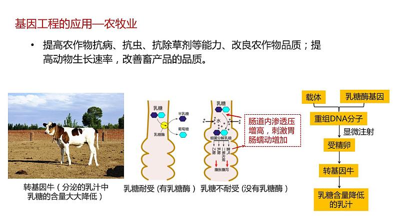 第三节 基因工程的应用课件第5页