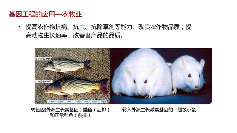 第三节 基因工程的应用课件第6页