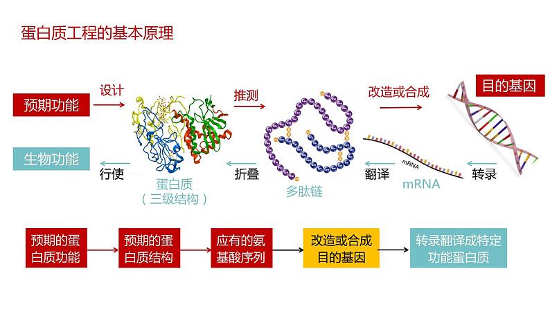 第四节 蛋白质工程的原理和应用课件第5页