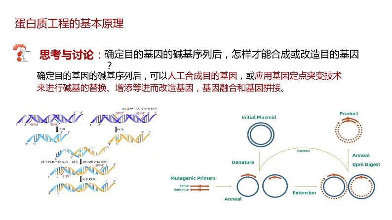 第四节 蛋白质工程的原理和应用课件第6页
