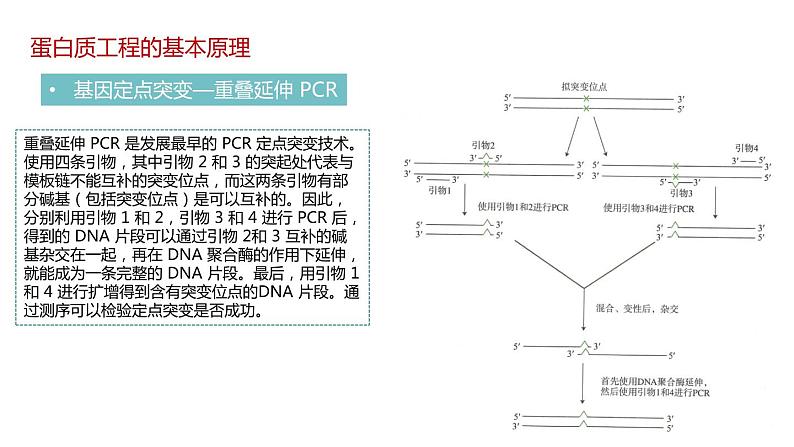 第四节 蛋白质工程的原理和应用课件第7页