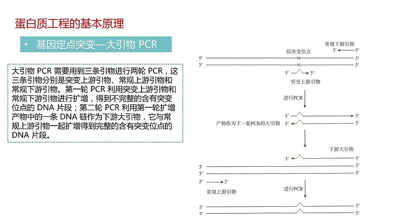 第四节 蛋白质工程的原理和应用课件第8页