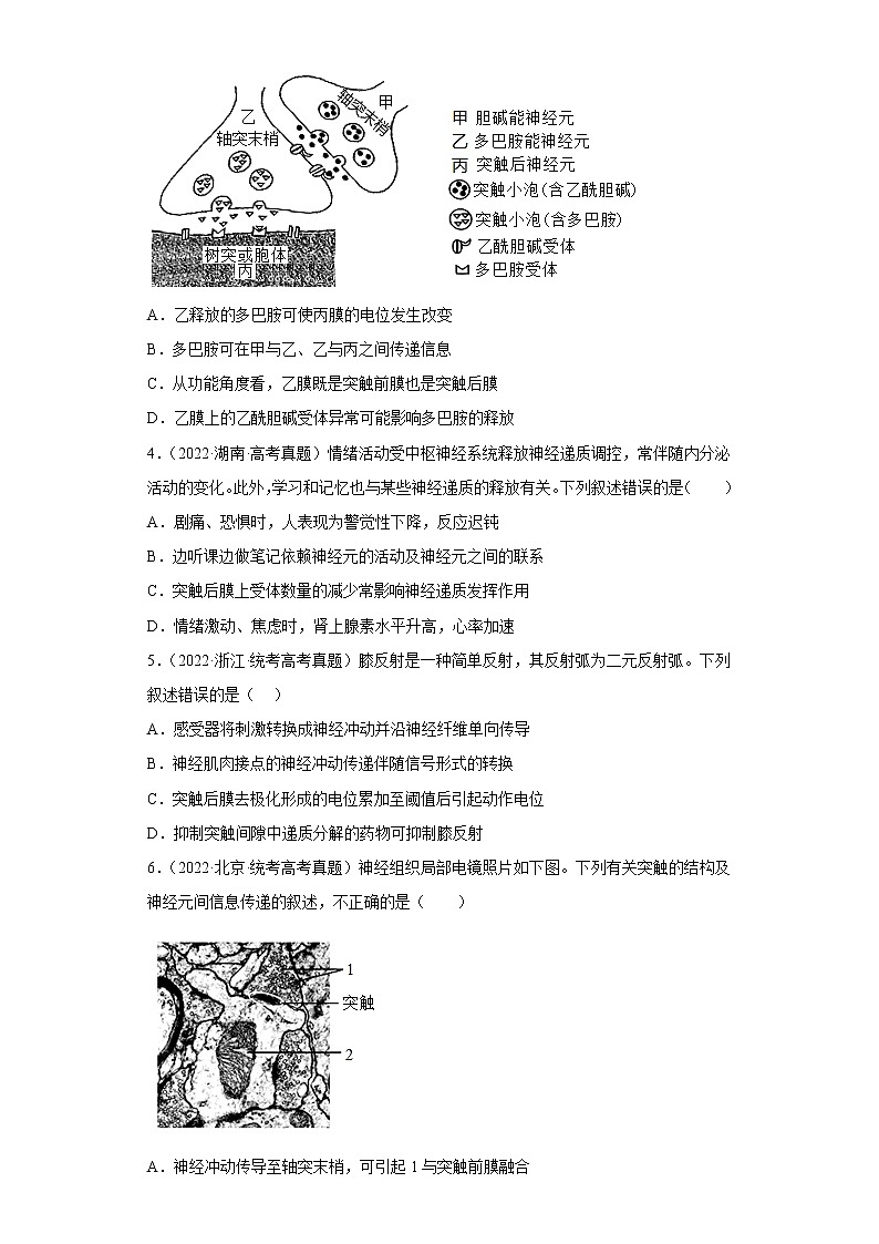 五年2018-2022高考生物真题按知识点分类汇编56-神经调节-兴奋在神经元之间的传递(含解析)第2页