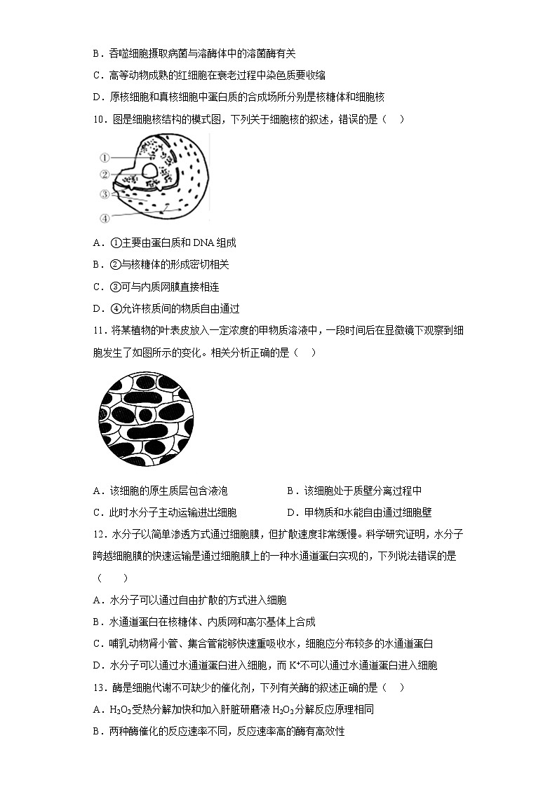 2023西安铁一中学高一上学期1月期末考试生物试题含答案第3页
