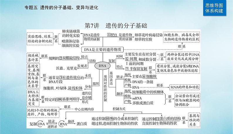 2023届高考生物二轮复习遗传的分子基础课件第2页