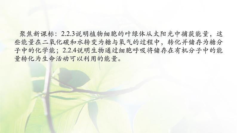2023届高考生物二轮复习细胞呼吸和光合作用课件02