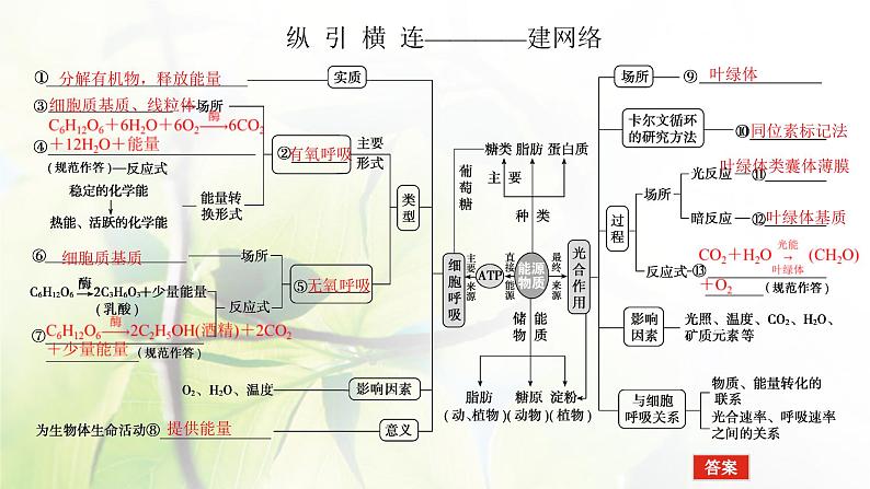 2023届高考生物二轮复习细胞呼吸和光合作用课件04
