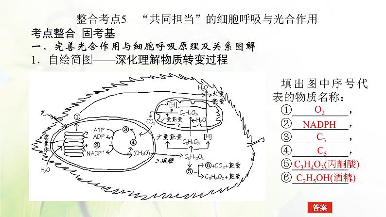 2023届高考生物二轮复习细胞呼吸和光合作用课件08