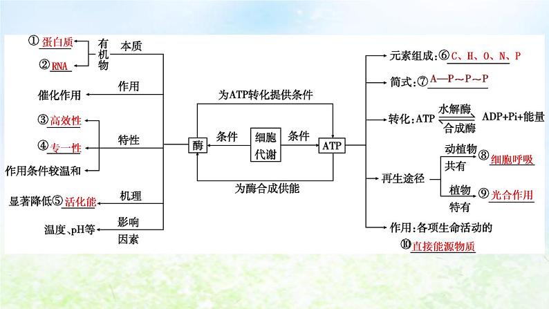2023届高考生物二轮复习第4讲酶和ATP课件04