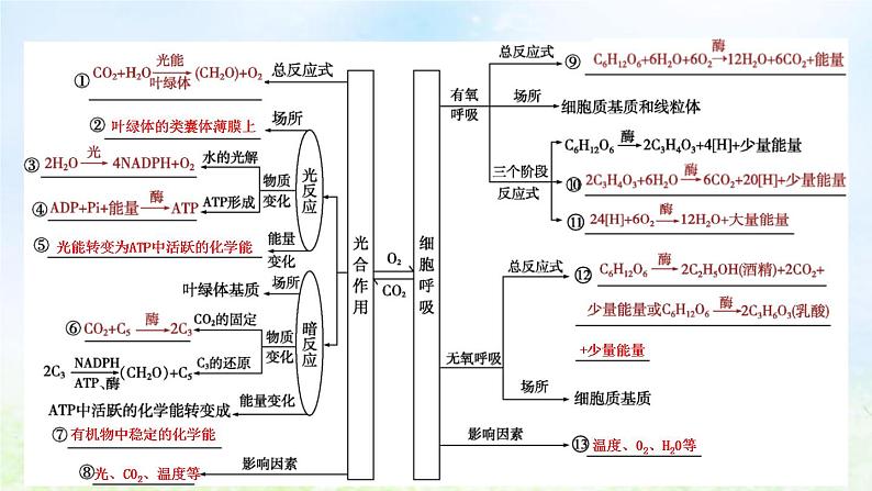 2023届高考生物二轮复习第5讲细胞呼吸和光合作用课件第4页
