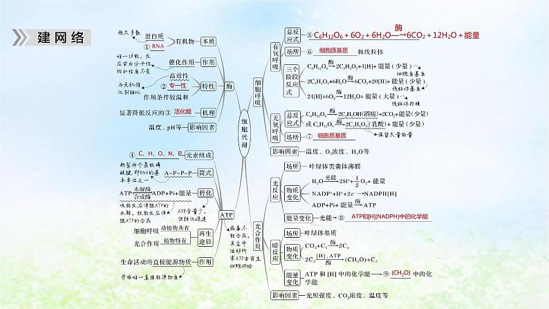 2023届高考生物二轮复习细胞代谢课件第5页