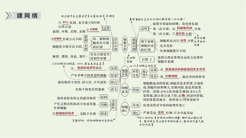 2023届高考生物二轮复习细胞的生命历程课件第5页