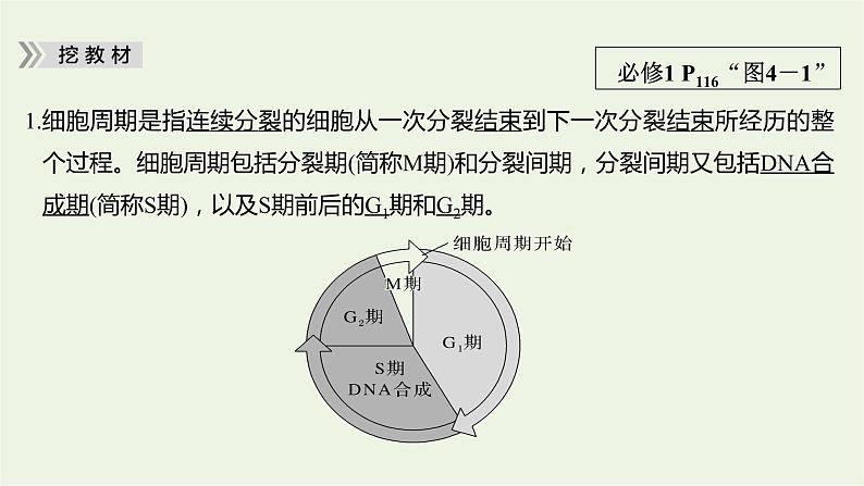 2023届高考生物二轮复习细胞的生命历程课件第6页