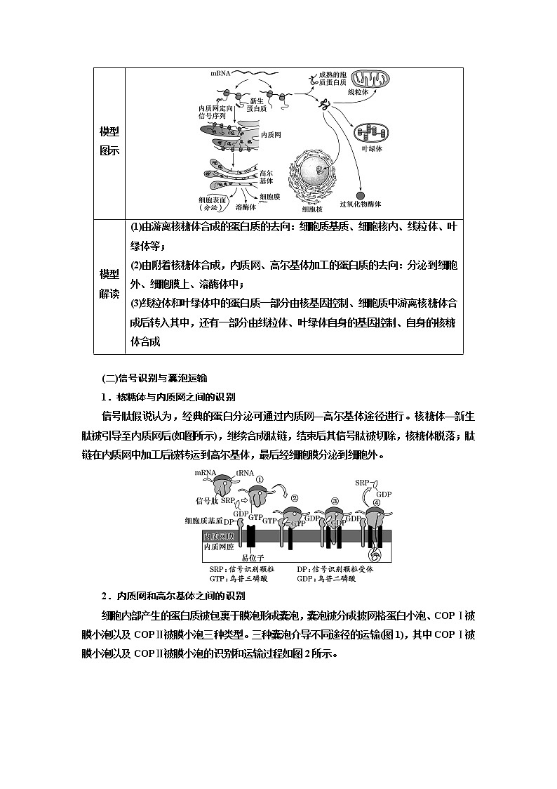 2023届高考生物二轮复习精研重难点(二)厘清蛋白质的分选与囊泡运输学案02