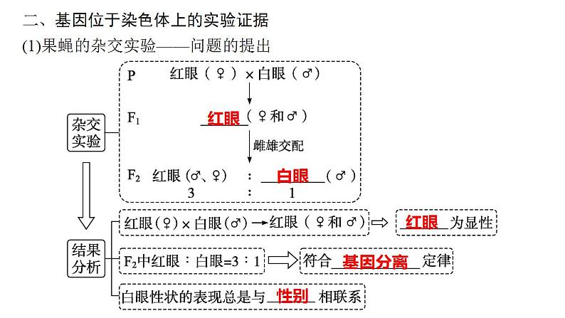 2023届高三生物一轮复习课件 基因在染色体上的假说与证据第4页