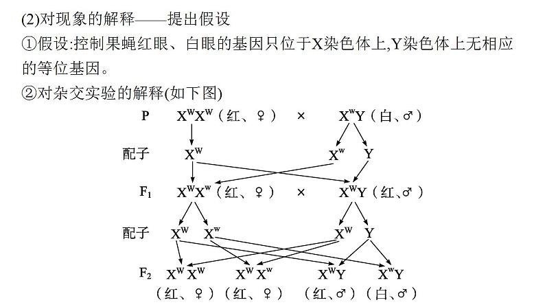 2023届高三生物一轮复习课件 基因在染色体上的假说与证据第5页
