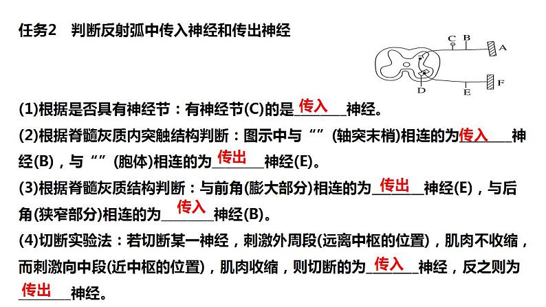 2023届高三生物一轮复习课件:神经调节的基本方式和结构基础第4页