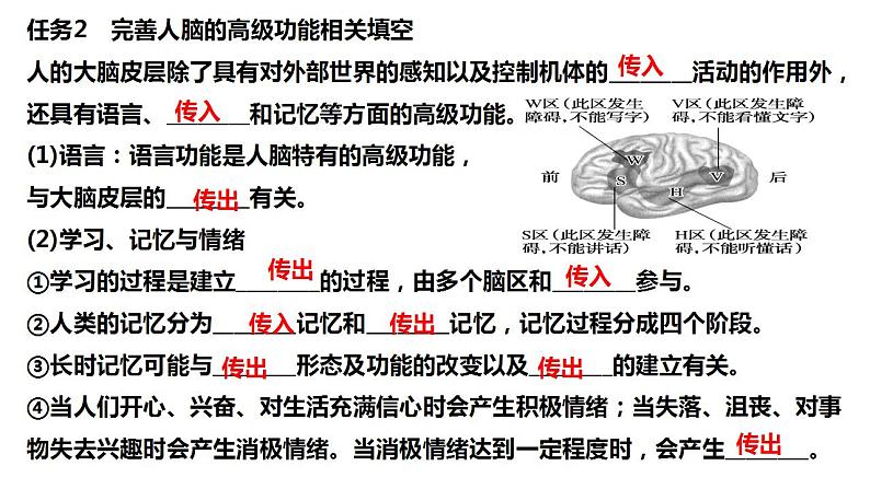 2023届高三生物一轮复习课件:神经系统的分级调节和人脑的高级功能第5页