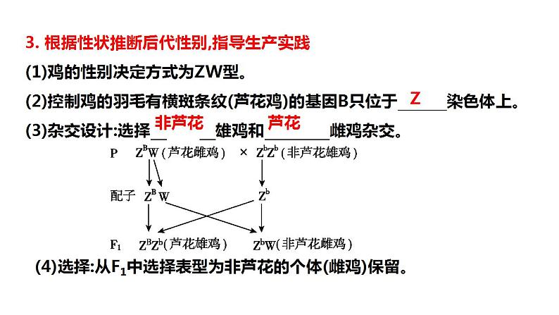 2023届高三生物一轮复习课件伴性遗传的类型与应用第7页
