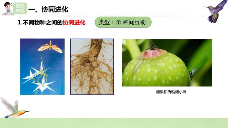 【核心素养】人教版高中生物必修二6.4《协同进化与生物多样性的形成》课件PPT+教案+练习08