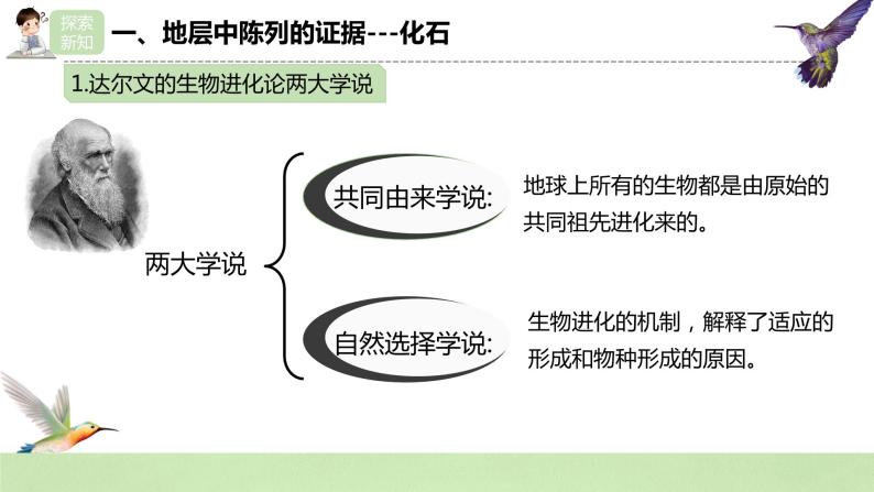 【核心素养】人教版高中生物必修二6.1《生物有共同祖先的证据》课件PPT+教案+练习05