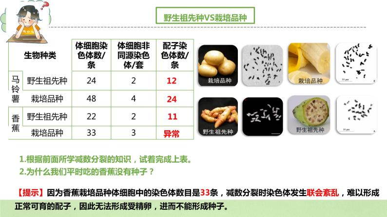 【核心素养】人教版高中生物必修二5.2《染色体变异》课件PPT+教案+练习03