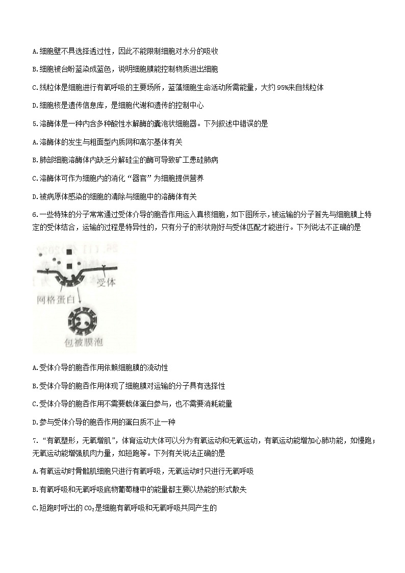 2023吉安高三上学期期末生物试题含答案第2页