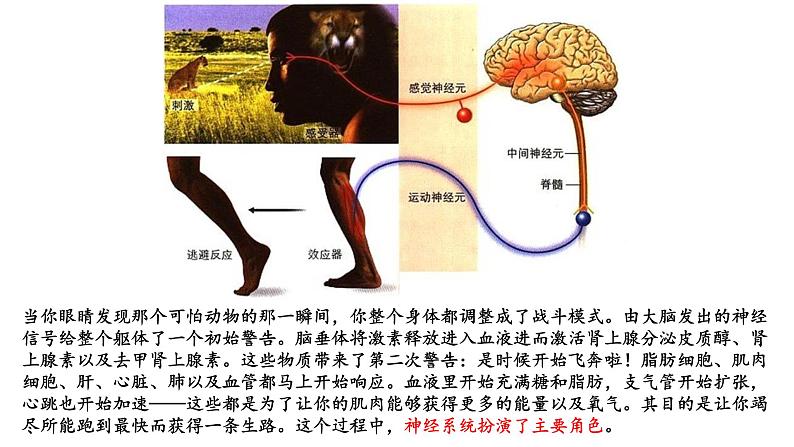 1.1.1精编神经调节的结构基础和自主神经(精编课件+同步练习)精编高二生物同步备课系列(新苏教版(2019)选择性必修1)02