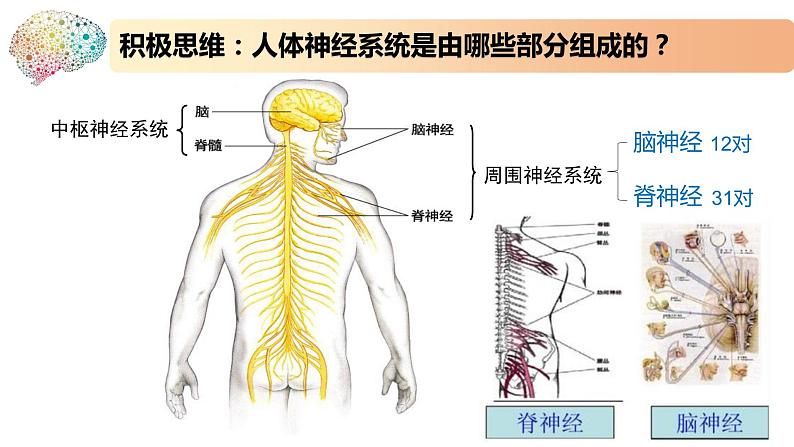 1.1.1精编神经调节的结构基础和自主神经(精编课件+同步练习)精编高二生物同步备课系列(新苏教版(2019)选择性必修1)03