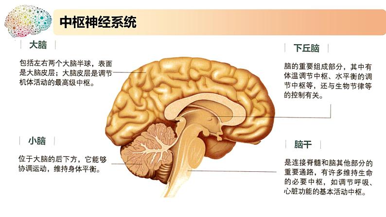 1.1.1精编神经调节的结构基础和自主神经(精编课件+同步练习)精编高二生物同步备课系列(新苏教版(2019)选择性必修1)05