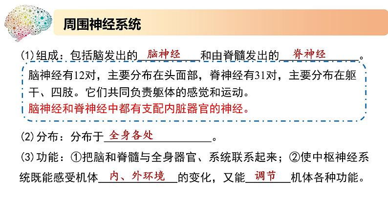 1.1.1精编神经调节的结构基础和自主神经(精编课件+同步练习)精编高二生物同步备课系列(新苏教版(2019)选择性必修1)06
