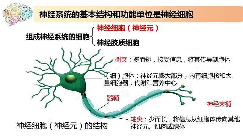 1.1.1精编神经调节的结构基础和自主神经(精编课件+同步练习)精编高二生物同步备课系列(新苏教版(2019)选择性必修1)07