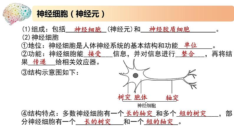 1.1.1精编神经调节的结构基础和自主神经(精编课件+同步练习)精编高二生物同步备课系列(新苏教版(2019)选择性必修1)08