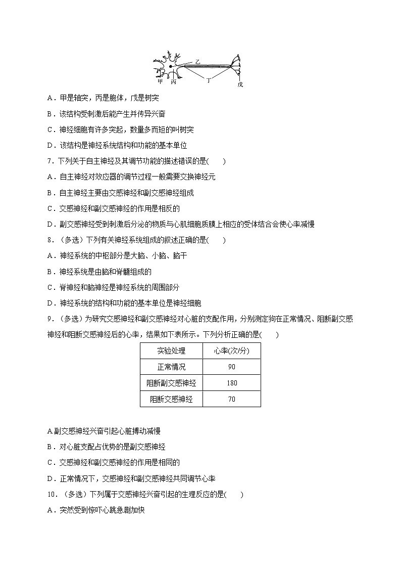 1.1.1精编神经调节的结构基础和自主神经(精编课件+同步练习)精编高二生物同步备课系列(新苏教版(2019)选择性必修1)02