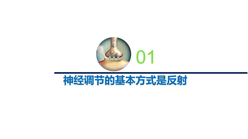 1.1.3神经调节的基本方式是反射(备课件)精编高二生物同步备课系列(新苏教版(2019)选择性必修1)第2页