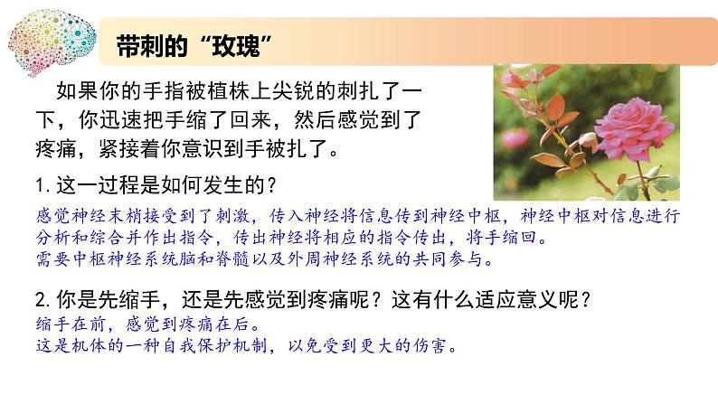 1.1.3神经调节的基本方式是反射(备课件)精编高二生物同步备课系列(新苏教版(2019)选择性必修1)第3页