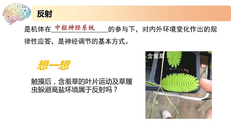 1.1.3神经调节的基本方式是反射(备课件)精编高二生物同步备课系列(新苏教版(2019)选择性必修1)第4页